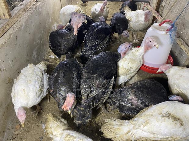 Matured Foreign Turkeys photo 2