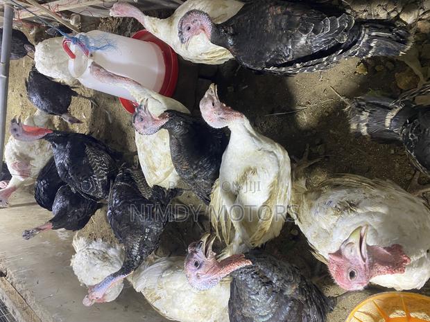 Matured Foreign Turkeys photo 3