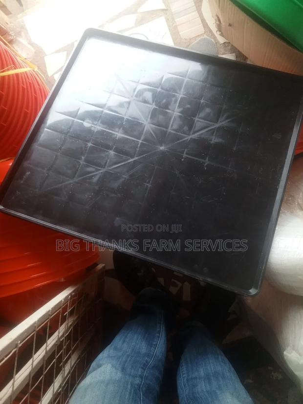 Day Old Feeding Trays,Large Size · Photo 2