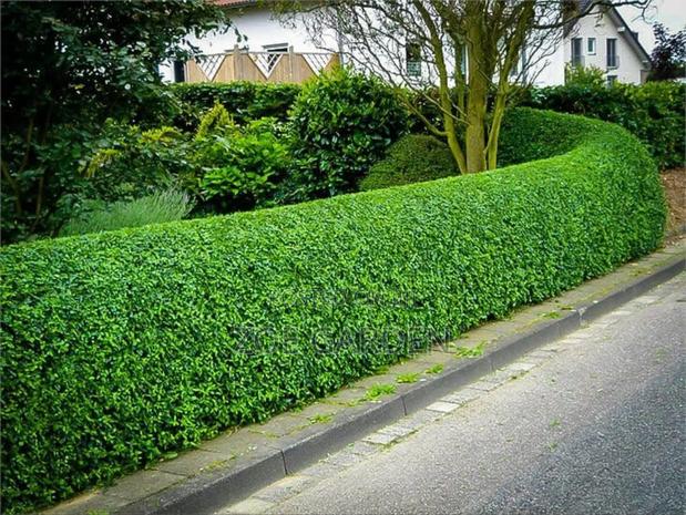 Landscape And Gardening Service photo 2