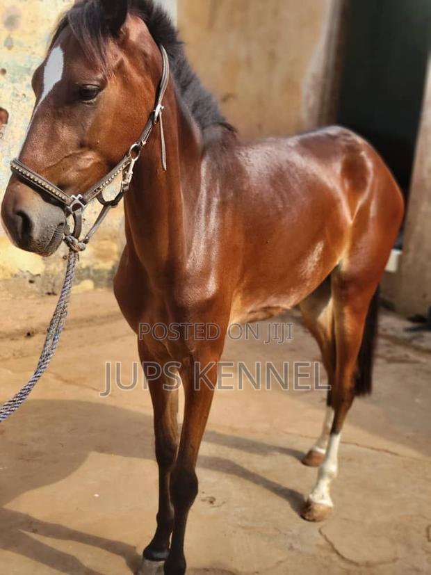 Horse (Pure Marwari Breed) · Photo 3