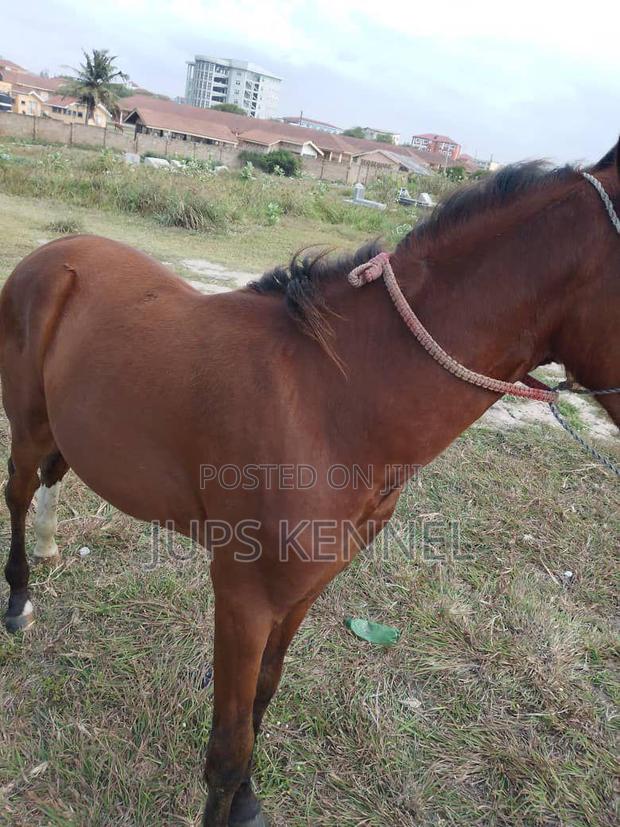 Horse (Pure Marwari Breed) · Photo 4