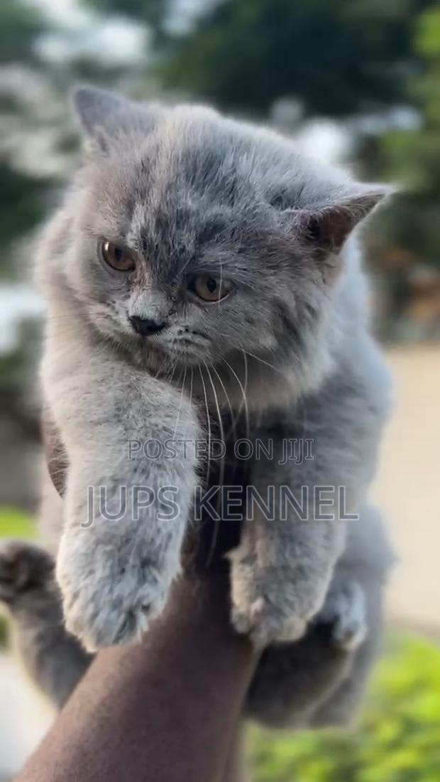 1-3 months Female Purebred Persian · Photo 4