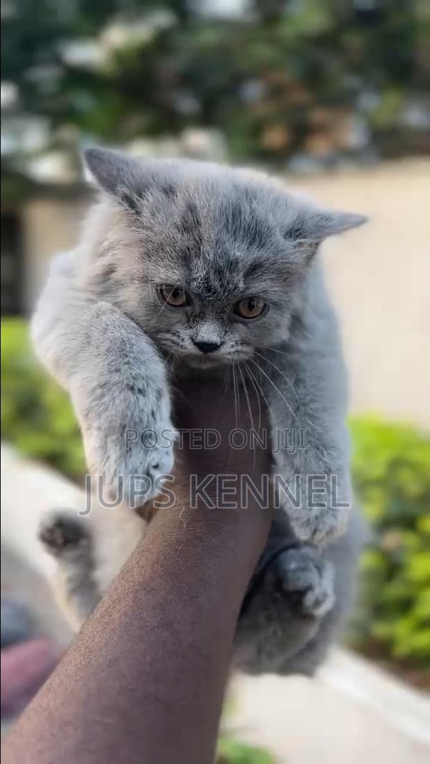 1-3 months Female Purebred Persian · Photo 3