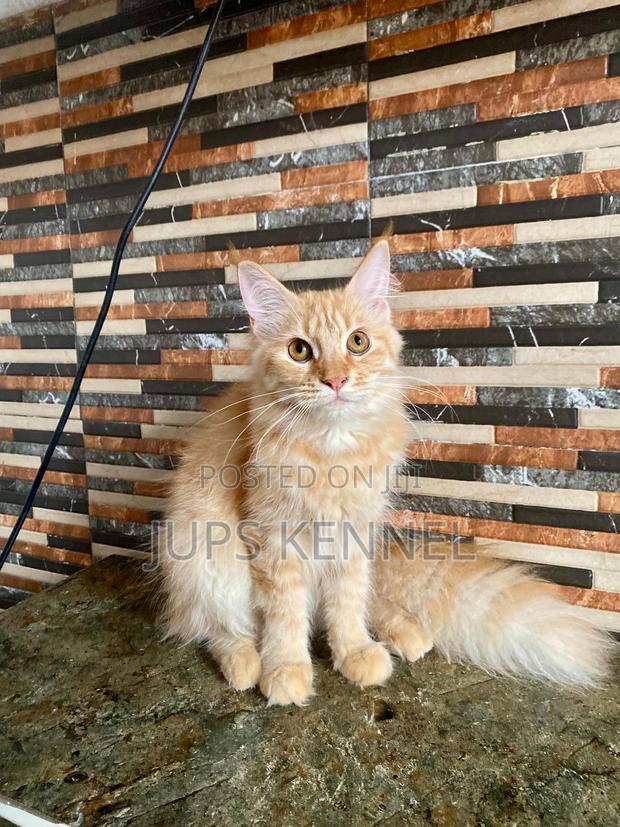 3-6 months Female Purebred Maine Coon · Photo 2