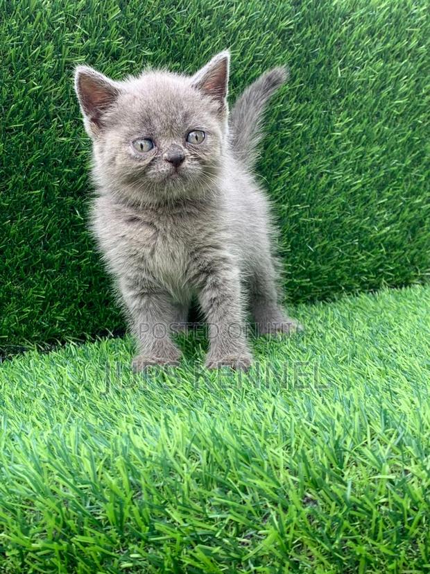 1-3 months Male Purebred Persian · Photo 3