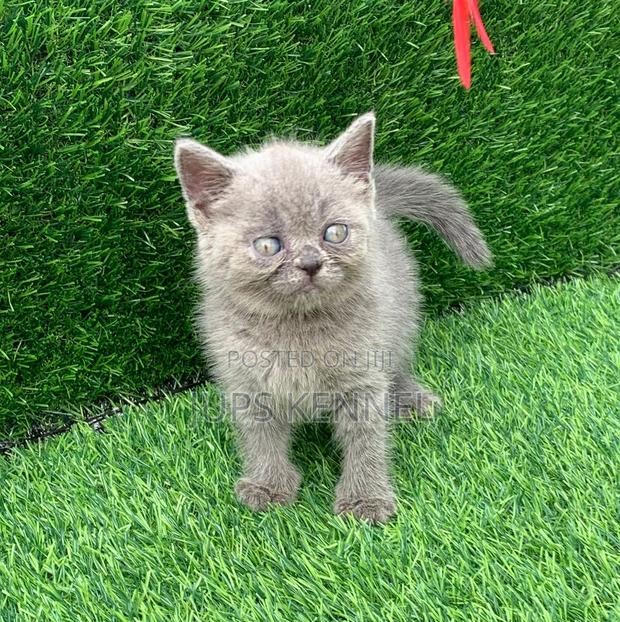 1-3 months Male Purebred Persian · Photo 4