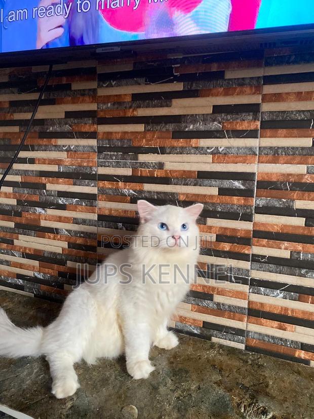 3-6 months Male Purebred British Shorthair · Photo 2