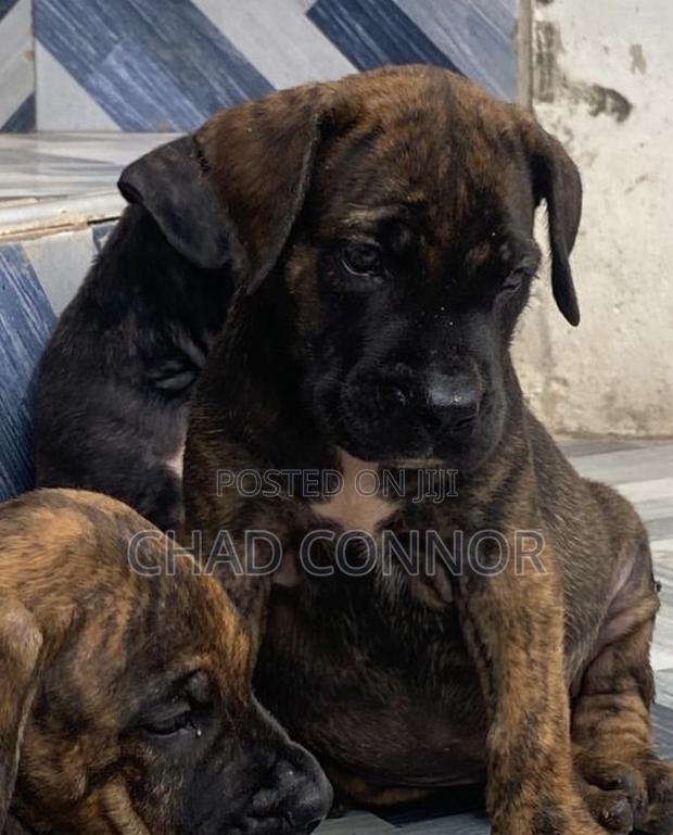1-3 months Male Purebred Boerboel · Photo 4