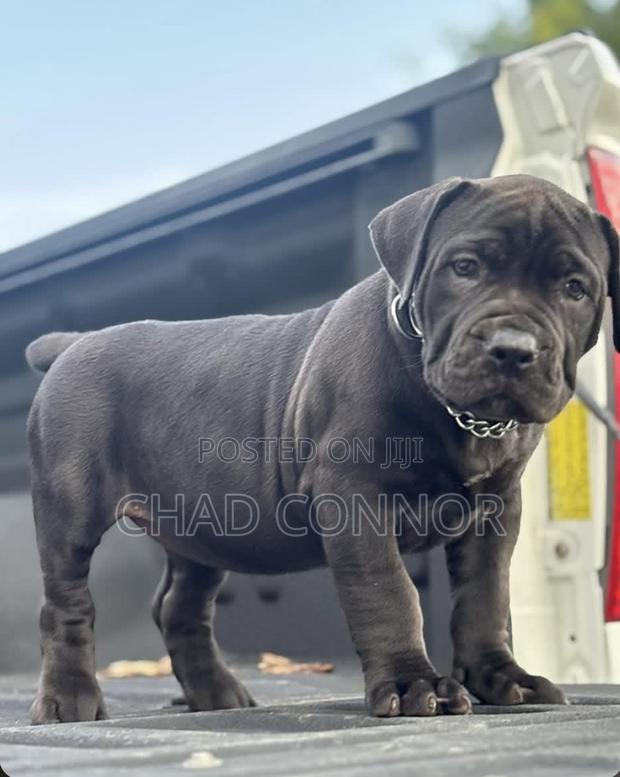 1-3 months Male Purebred Boerboel · Photo 4