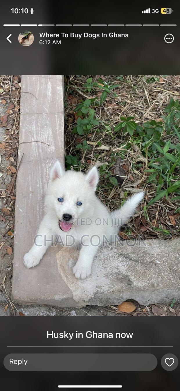 1-3 months Male Purebred Siberian Husky · Photo 4