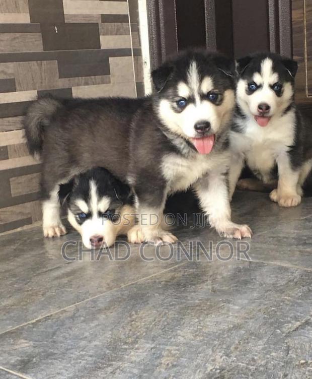 1-3 months Male Purebred Siberian Husky · Photo 3