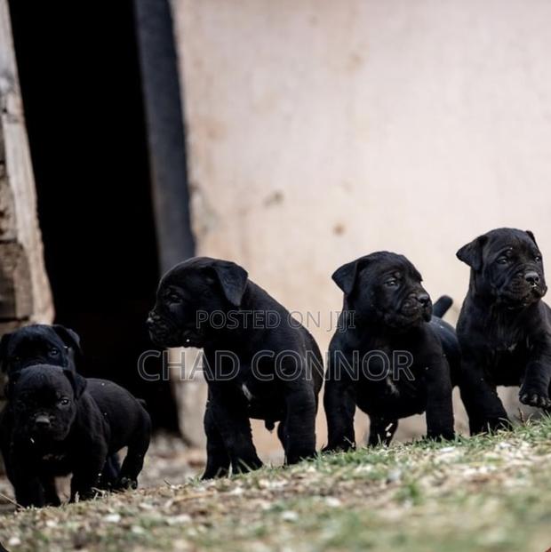 1-3 months Male Purebred Boerboel · Photo 3