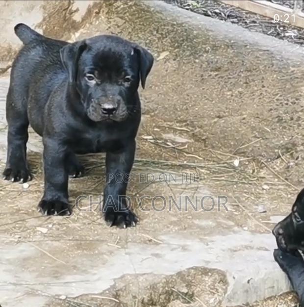 1-3 months Male Purebred Boerboel · Photo 4