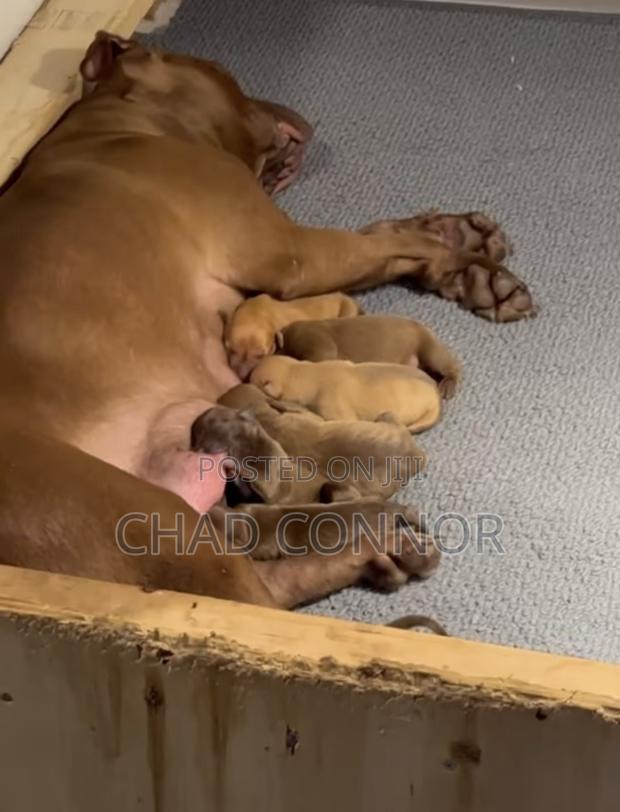 1-3 months Male Purebred American Pit Bull Terrier · Photo 4