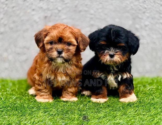 1-3 months Female Purebred Lhasa Apso · Photo 4