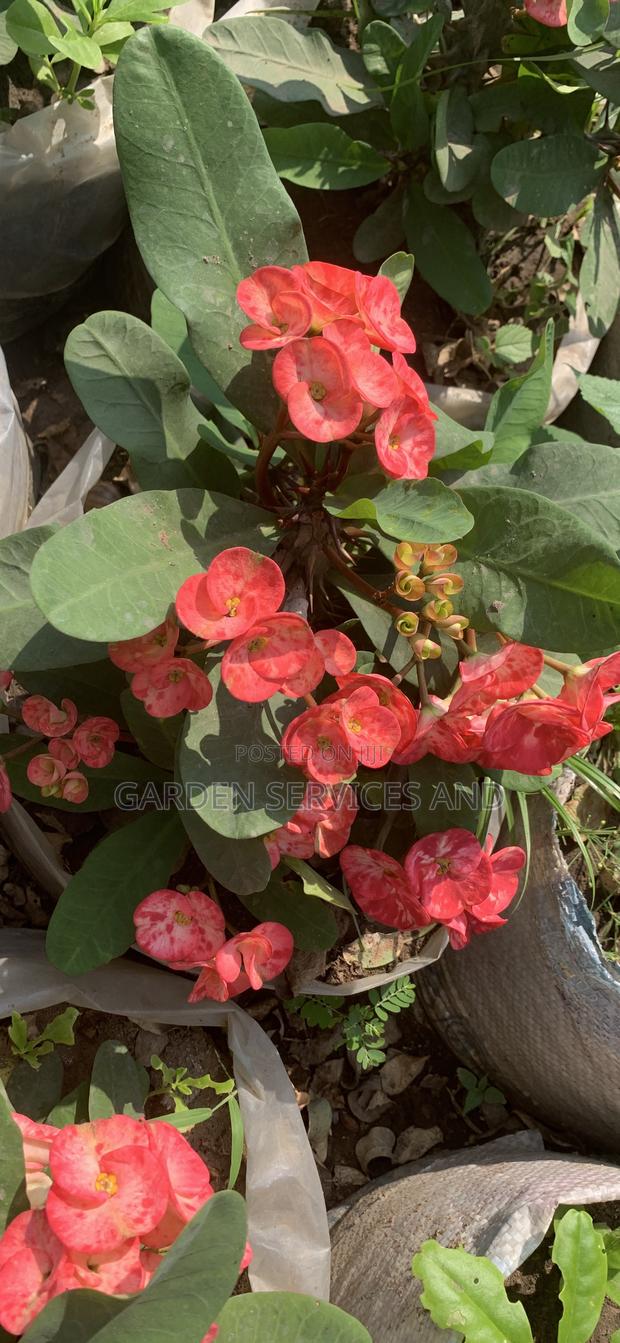 Flowers Available for Sale