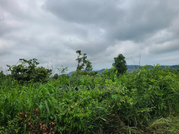 5000 Acres Farm Land For Sale Or Lease