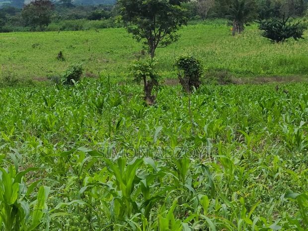 5000 Acres Farm Land For Sale Or Lease