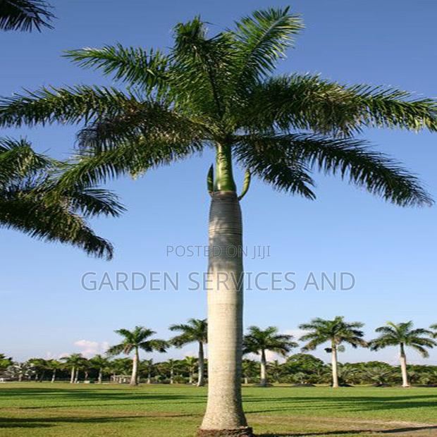 Grown Royal Palm photo 2