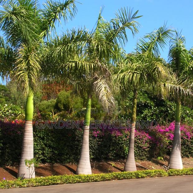 Grown Royal Palm photo 7