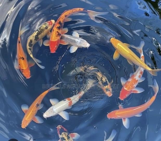 Koi Fish ( Bigger Size )