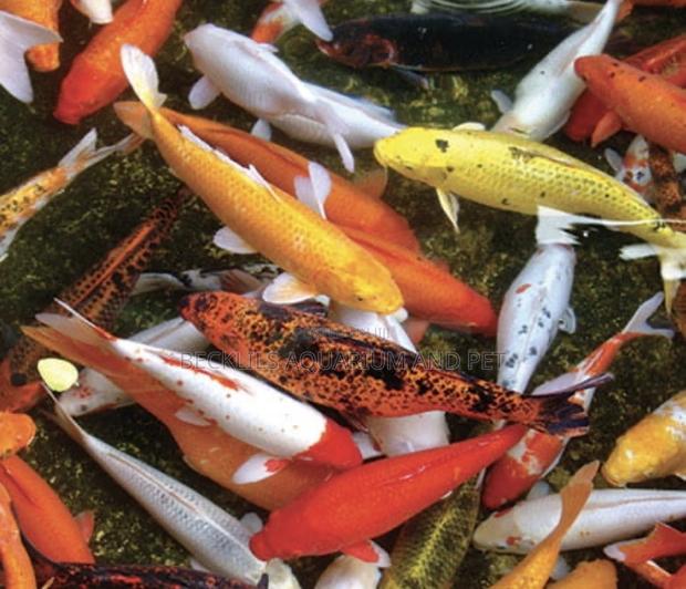 Koi Fish ( Bigger Size )