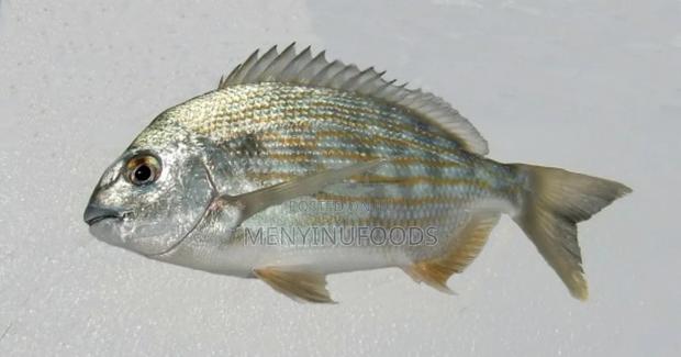 Fresh Sea Bream in Ghana – Wholesale Retail | Direct From the Sea · Photo 2