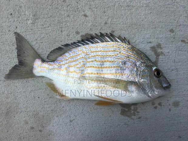 Fresh Sea Bream in Ghana – Wholesale Retail | Direct From the Sea · Photo 3