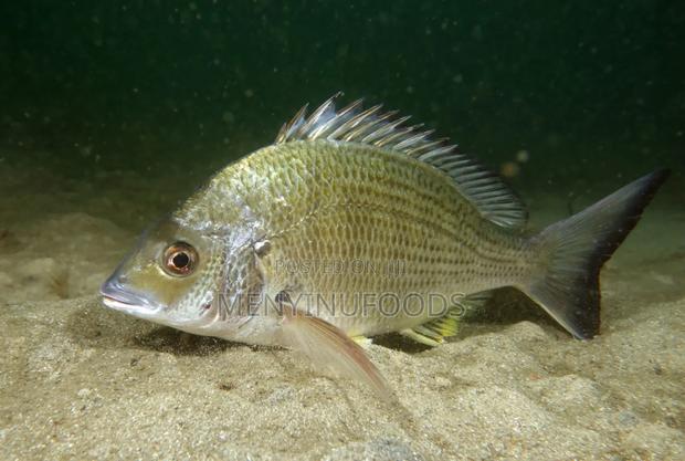 Fresh Sea Bream in Ghana – Wholesale Retail | Direct From the Sea · Photo 4