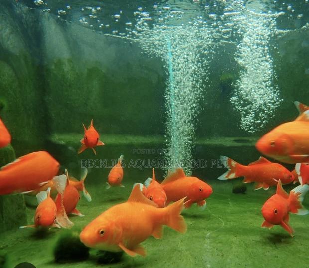 Bigger Size Comet Golden Fish · Photo 4