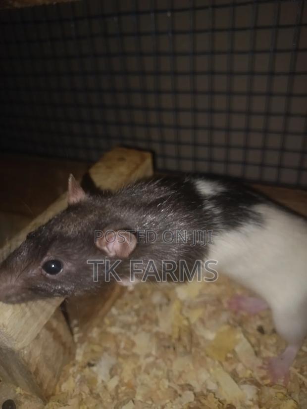 Lab Mouse /Albino Mouse · Photo 2