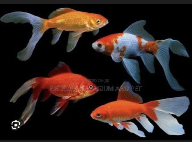 Golden Fish Commet · Photo 4