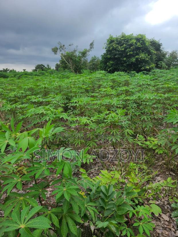 6000 Acres Available for Long Term Lease