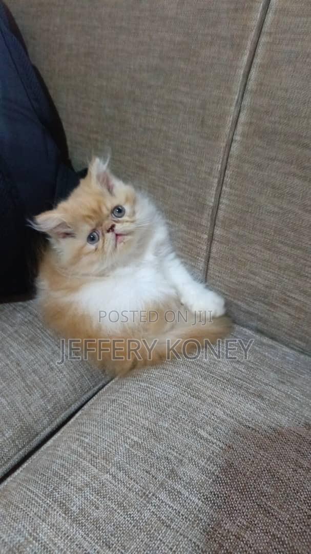 1-3 months Male Purebred Persian · Photo 2