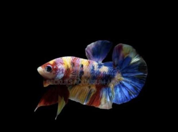 Multicolored Plakat Betta Fish · Photo 4
