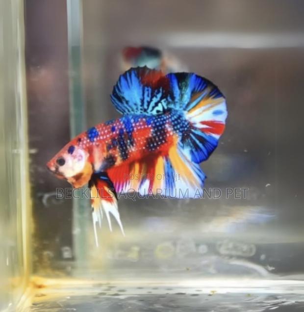 Multicolored Plakat Betta Fish · Photo 3
