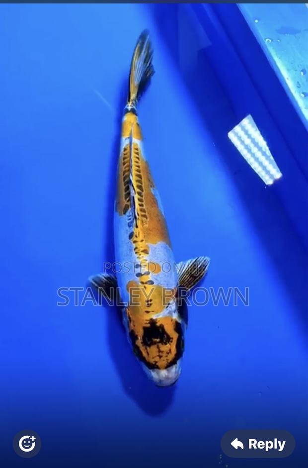 Premium Quality Imported Jumbo 12 to 21 Inches Koi photo 2