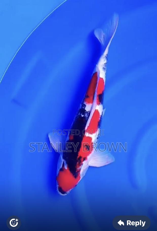 Premium Quality Imported Jumbo 12 to 21 Inches Koi photo 5