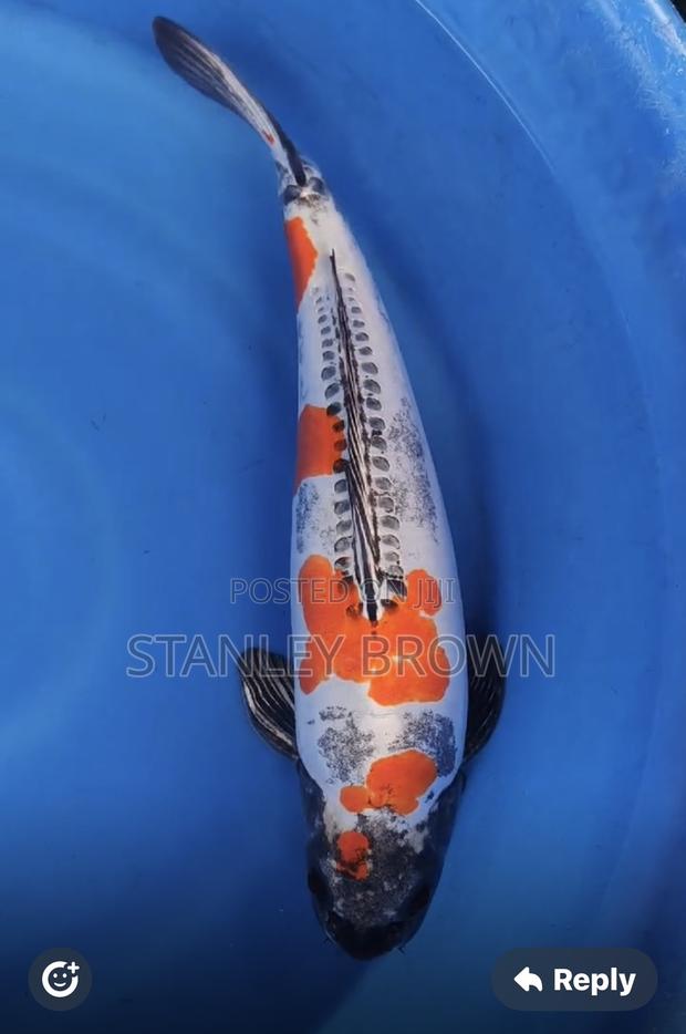 Premium Quality Imported Jumbo 12 to 21 Inches Koi photo 4
