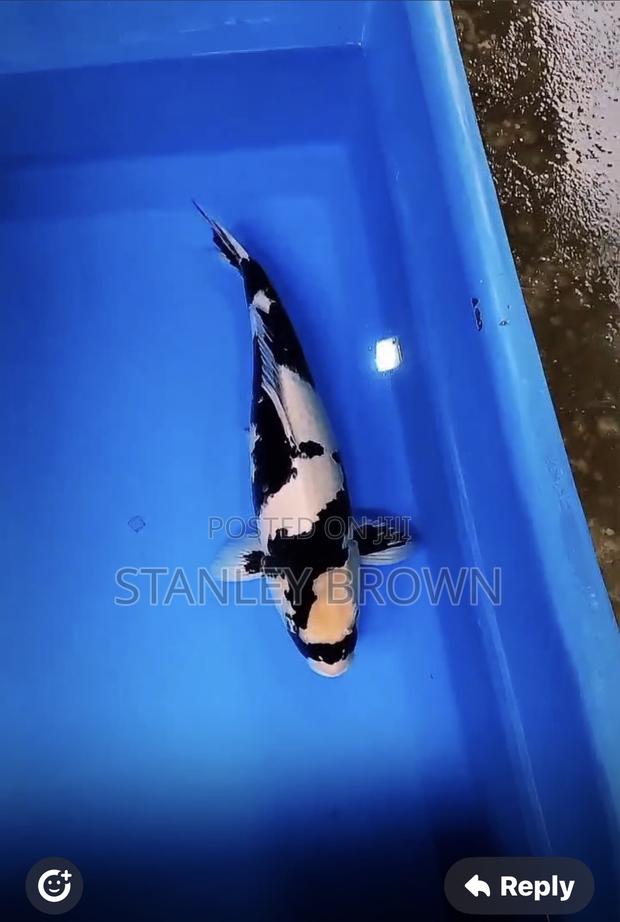 Premium Quality Imported Jumbo 12 to 21 Inches Koi photo 3