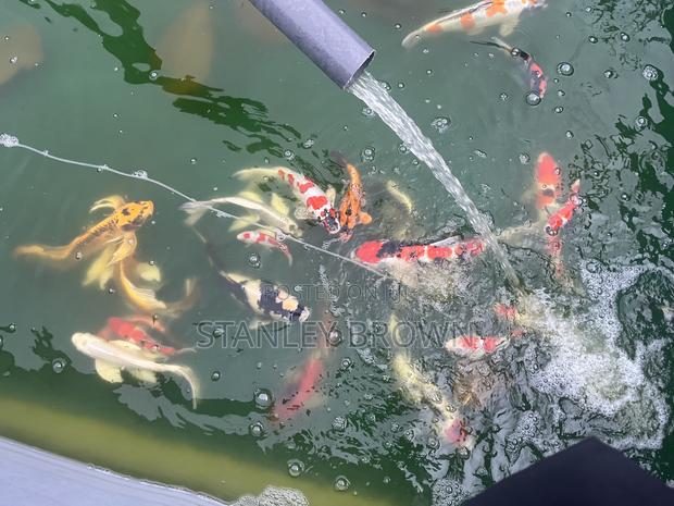 Premium Quality Imported Jumbo 12 to 21 Inches Koi photo 6