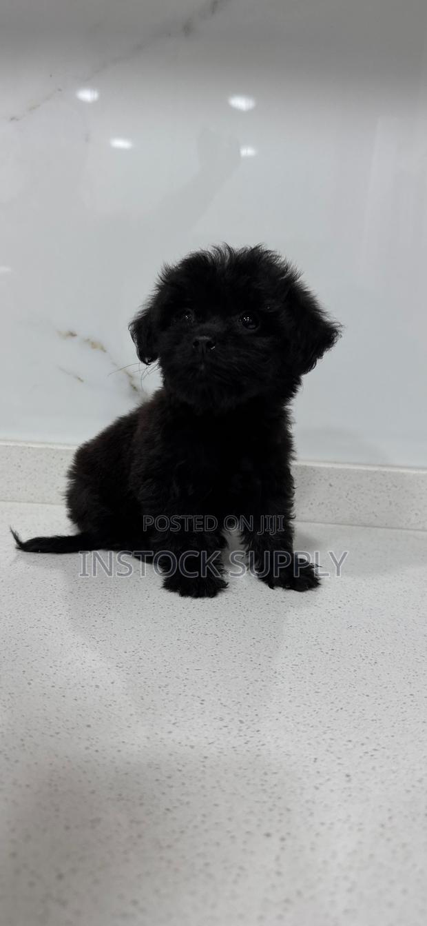 1-3 months Female Purebred Maltese