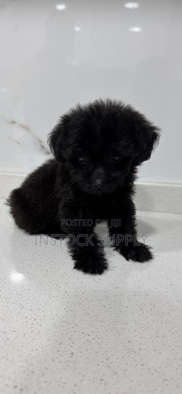1-3 months Female Purebred Maltese photo 2