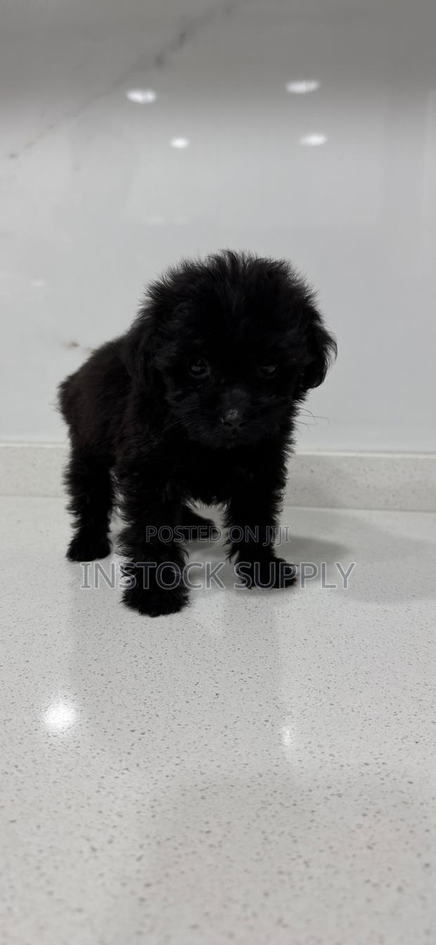 1-3 months Female Purebred Maltese photo 3
