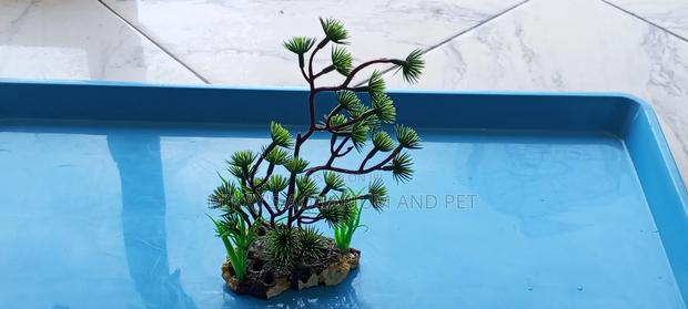 Plant for Aquarium · Photo 2