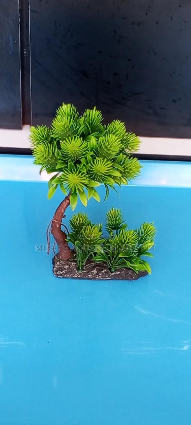 Plant for Aquarium · Photo 2
