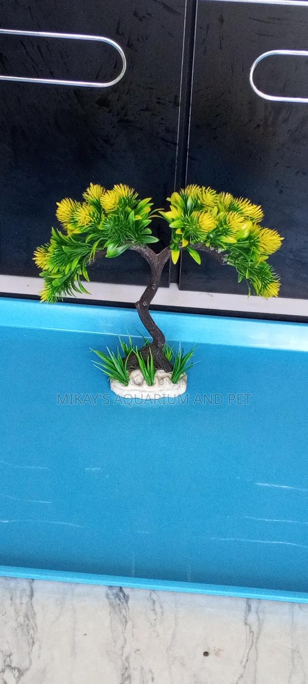 Aquarium Plant · Photo 2
