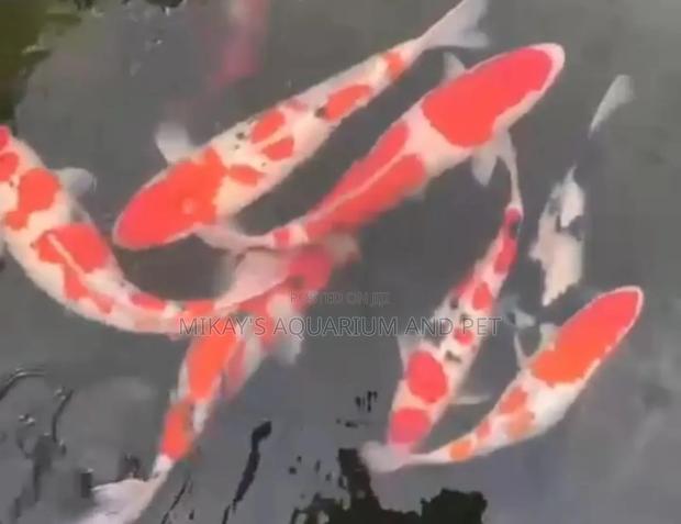 Koi Fishes · Photo 2