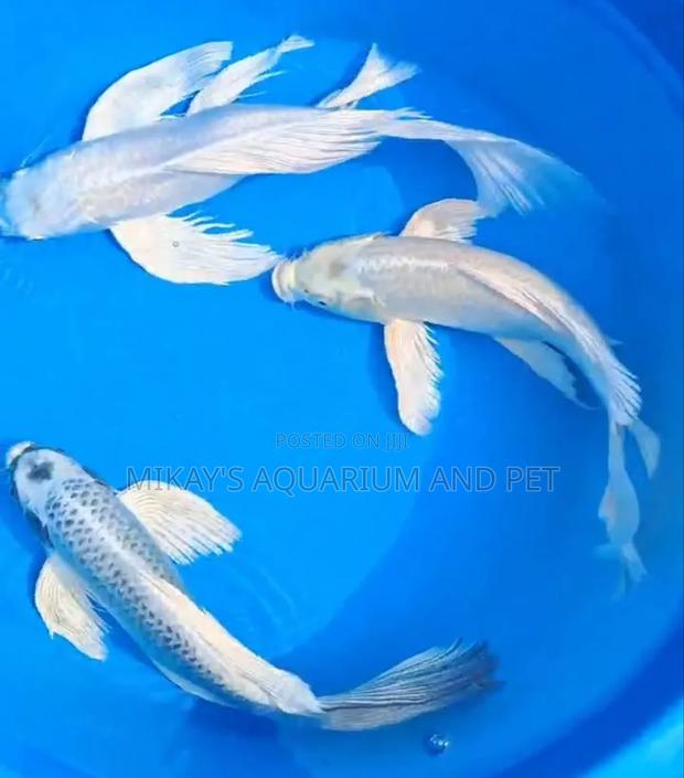 Platinum Koi Fishes · Photo 2